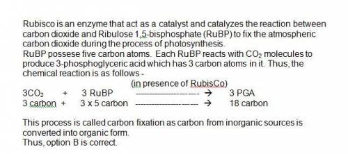 Which process is catalyzed by rubisco during the light-independent reactions of photosynthesis? glyc