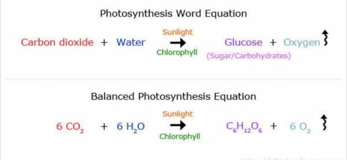 1. What three things do plants need for the process of photosynthesis?

a. Sunlight, oxygen, and su