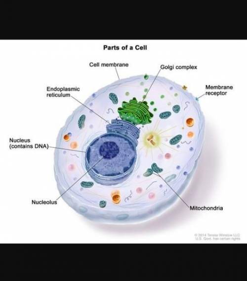 What is a cell
